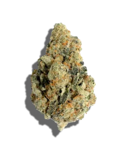 Home page Alien Mints